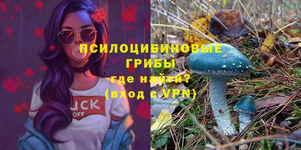 шишки Няндома